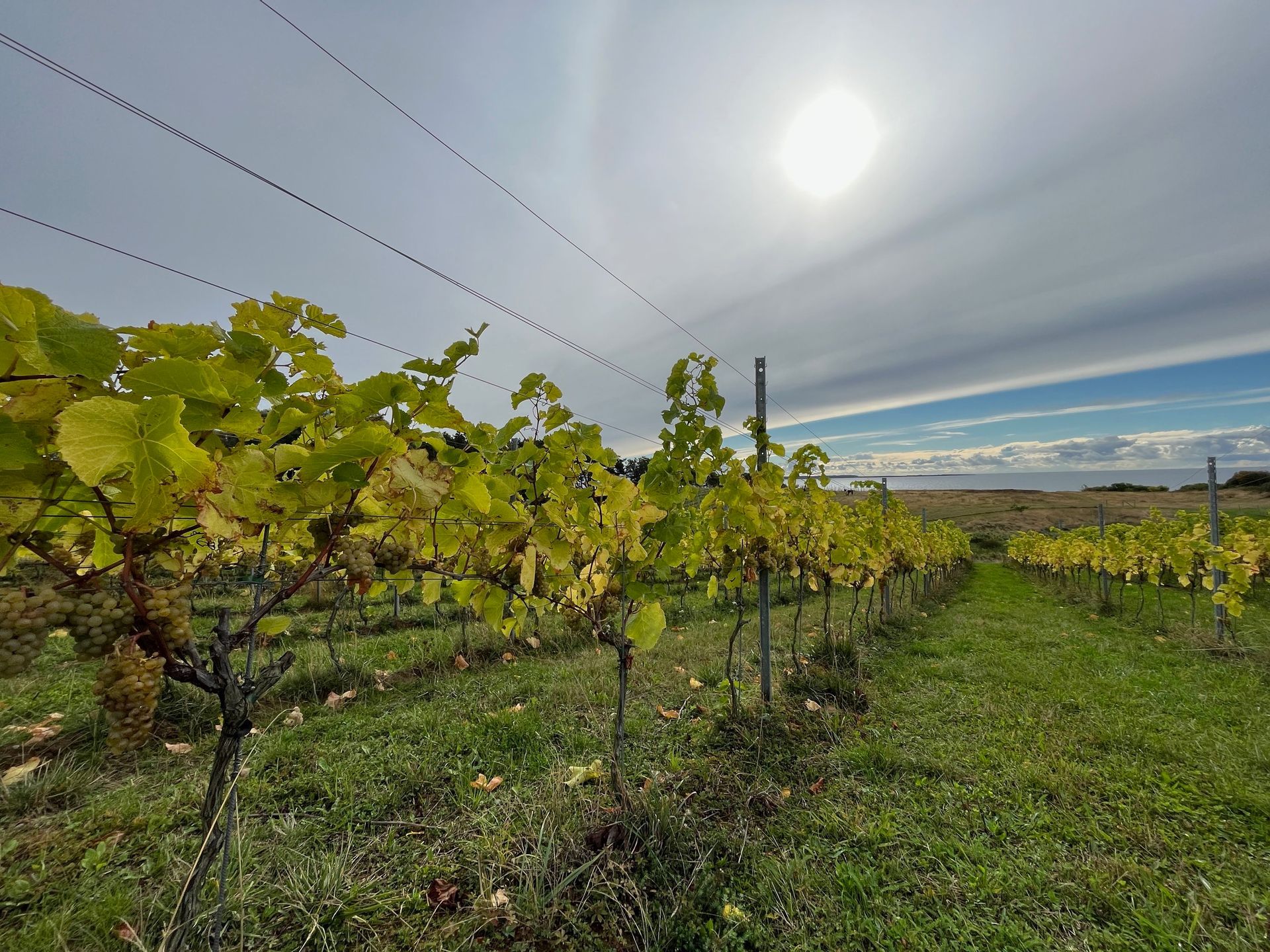 vineyard in Denmark