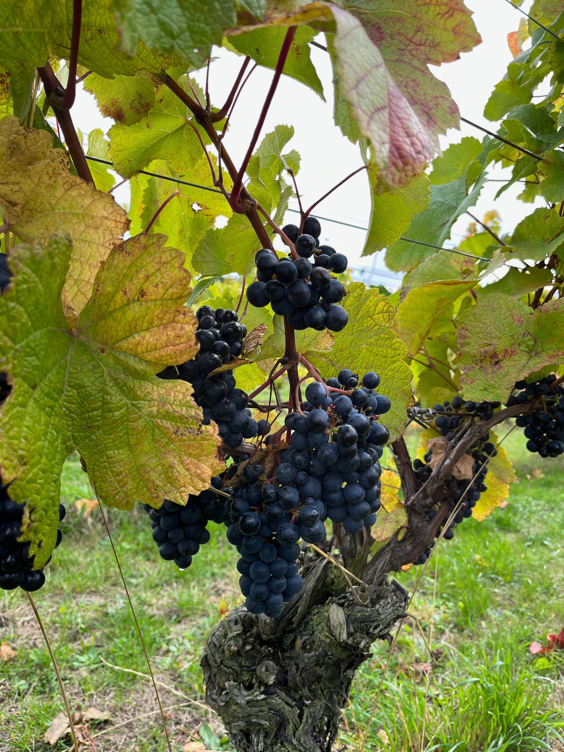 rondo grapes in Denmark