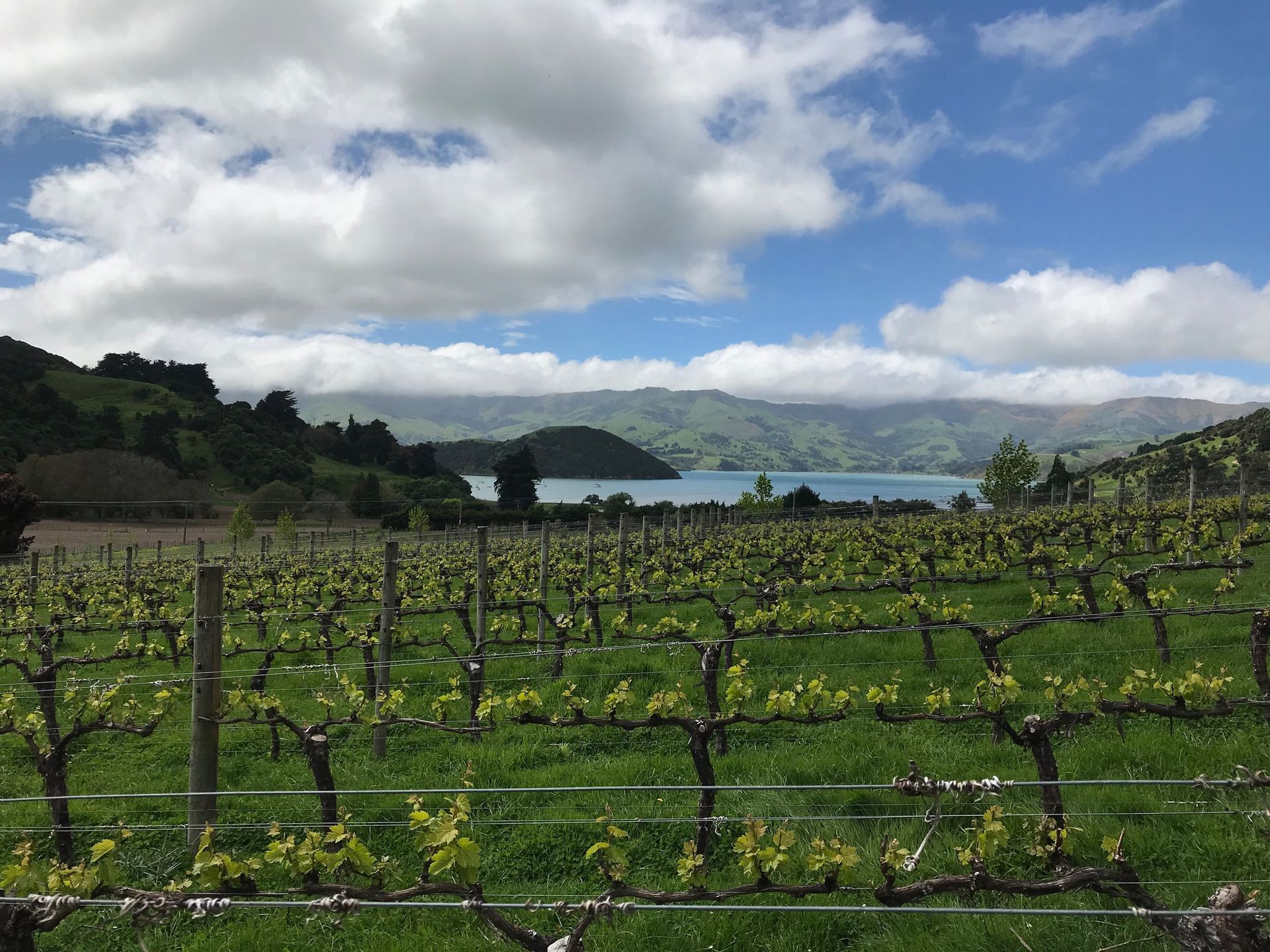 pinot noir vines New Zealand