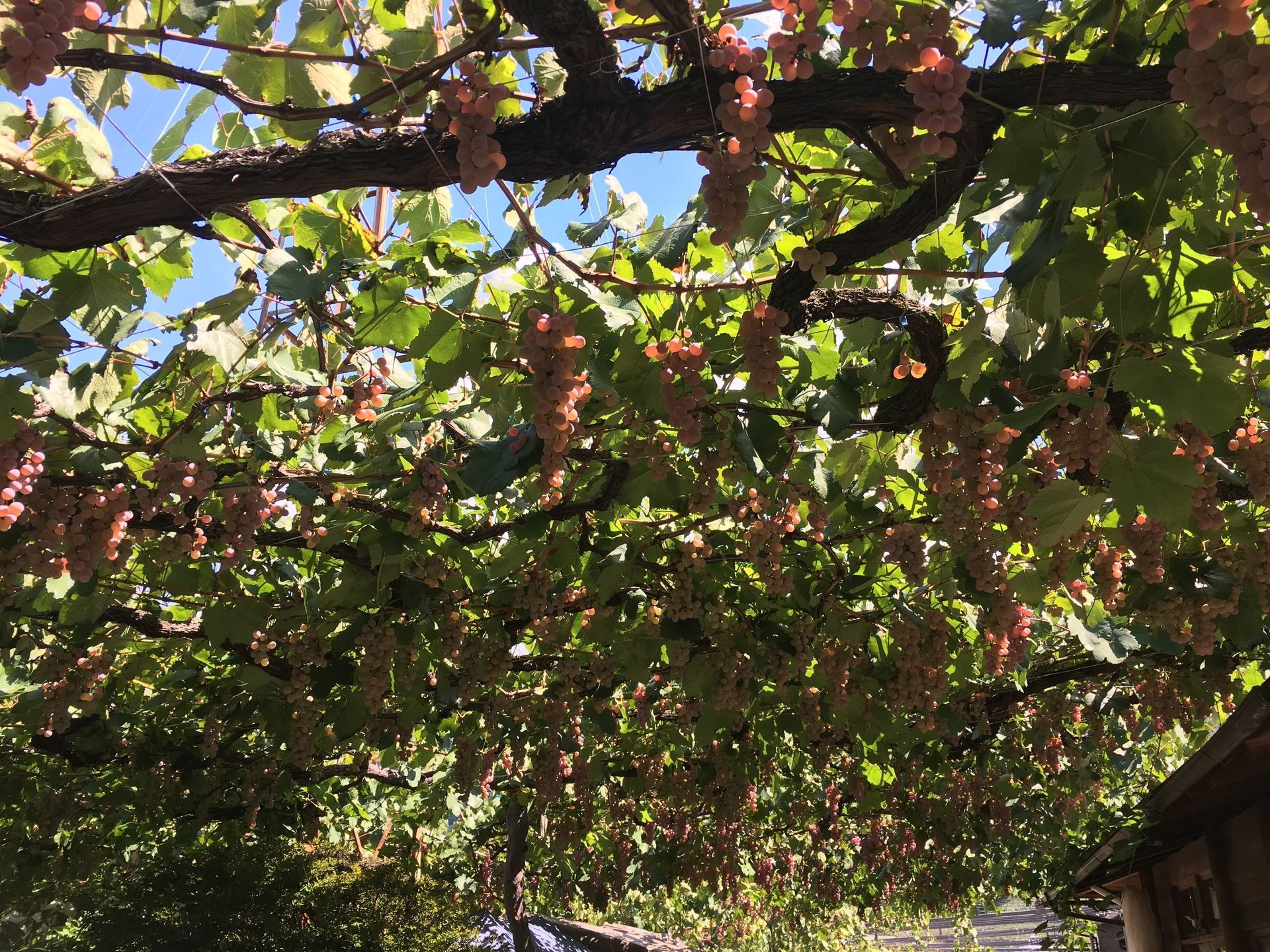 koshu vine