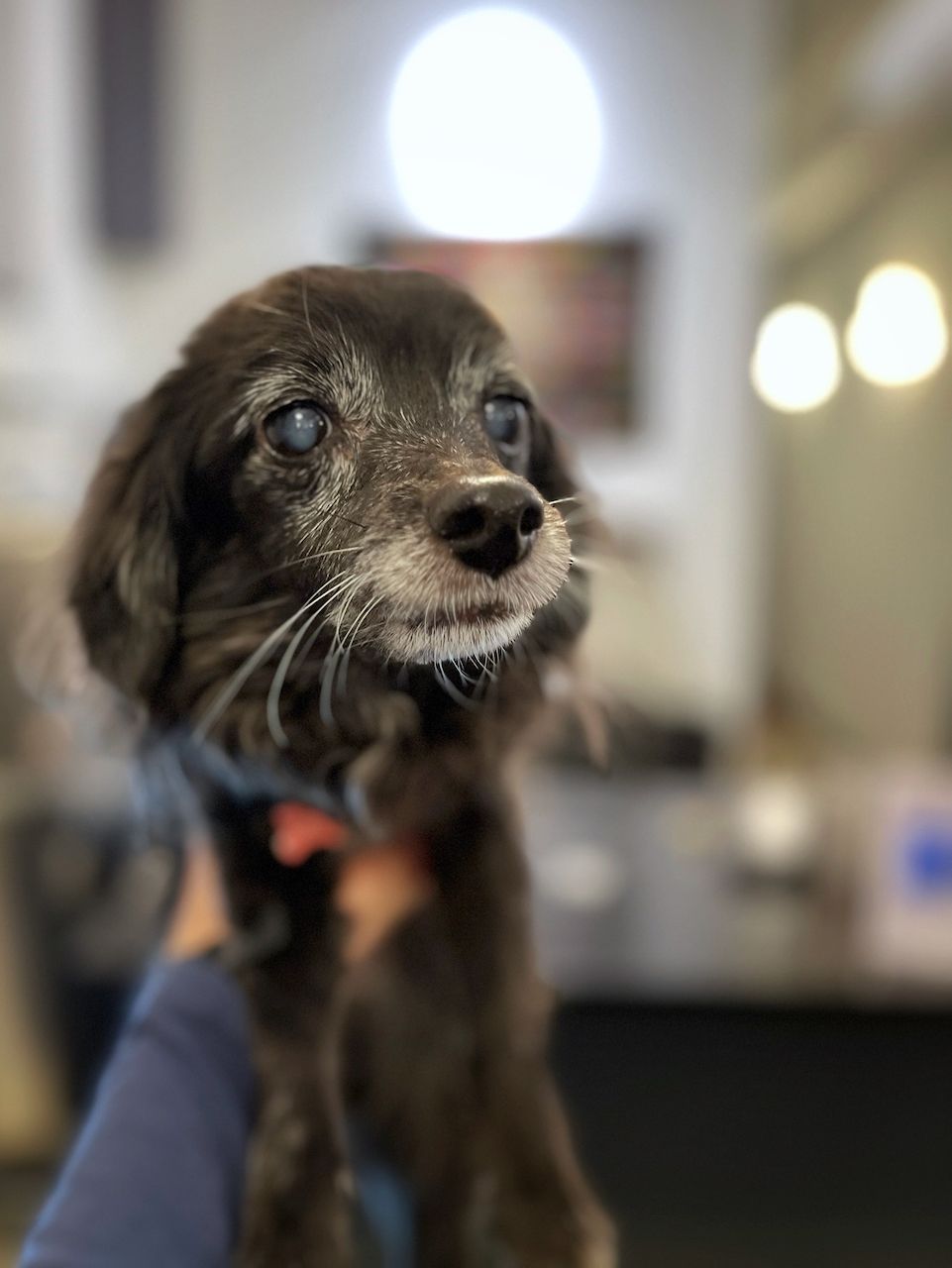 small black dog face