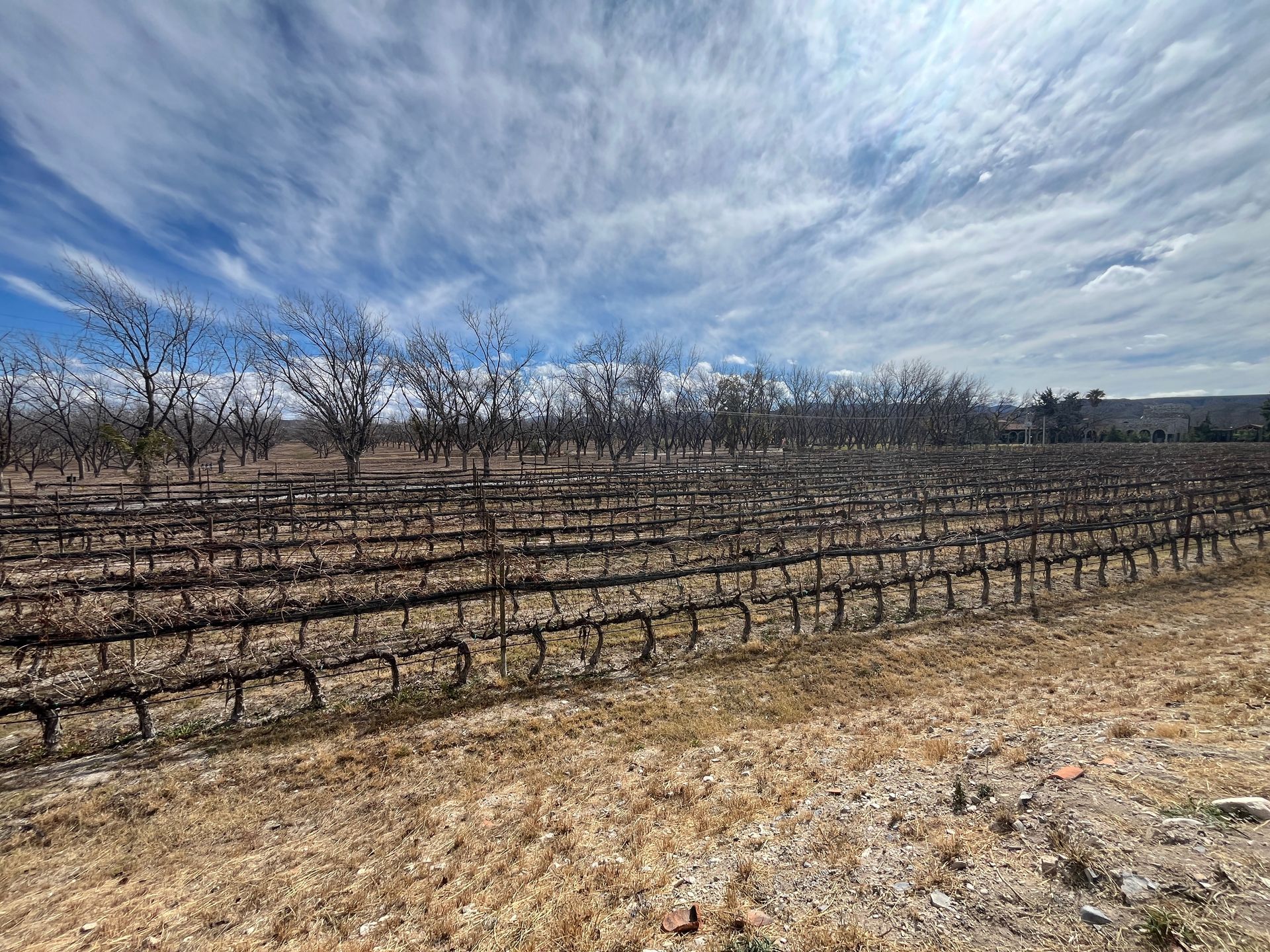 vineyard in Mexico