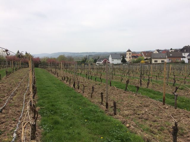 Rheingau vineyard