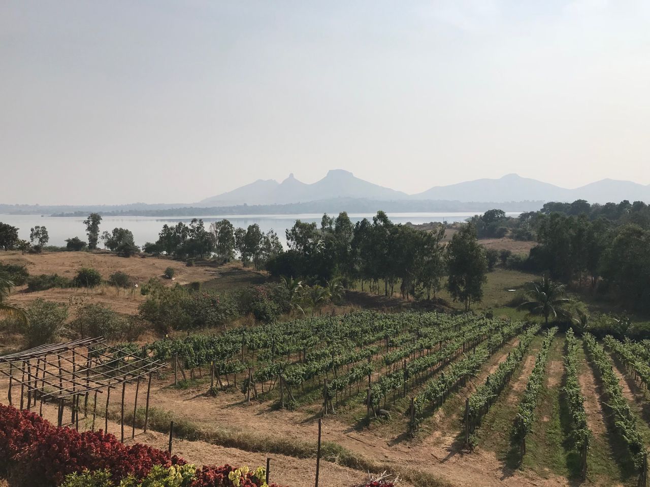 vineyard with mountain India