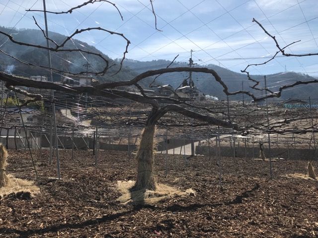old vine Japan
