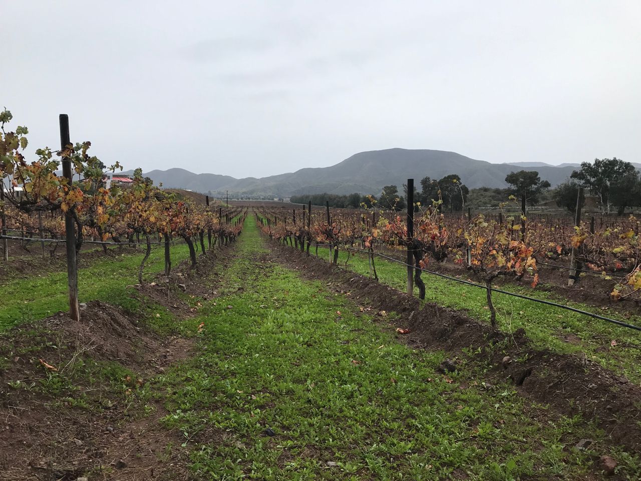 misty vineyard with mountain