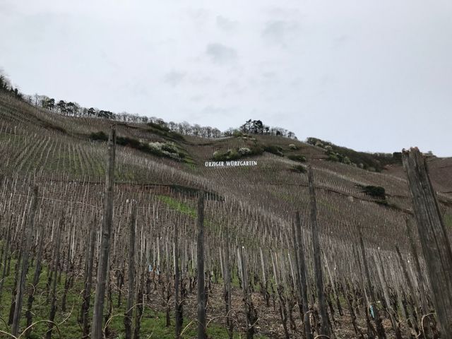 vineyard Mosel