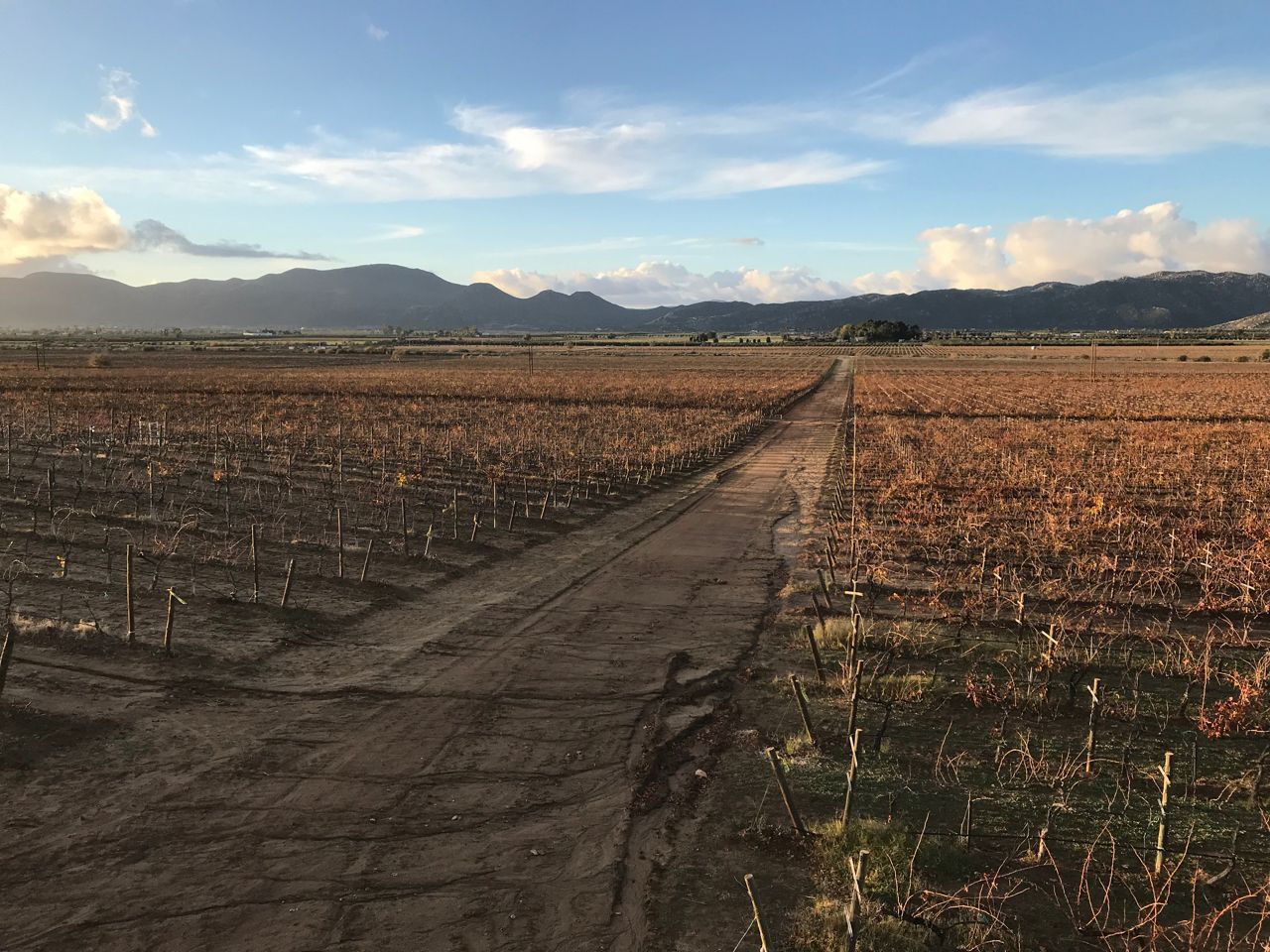 vineyard in Mexico