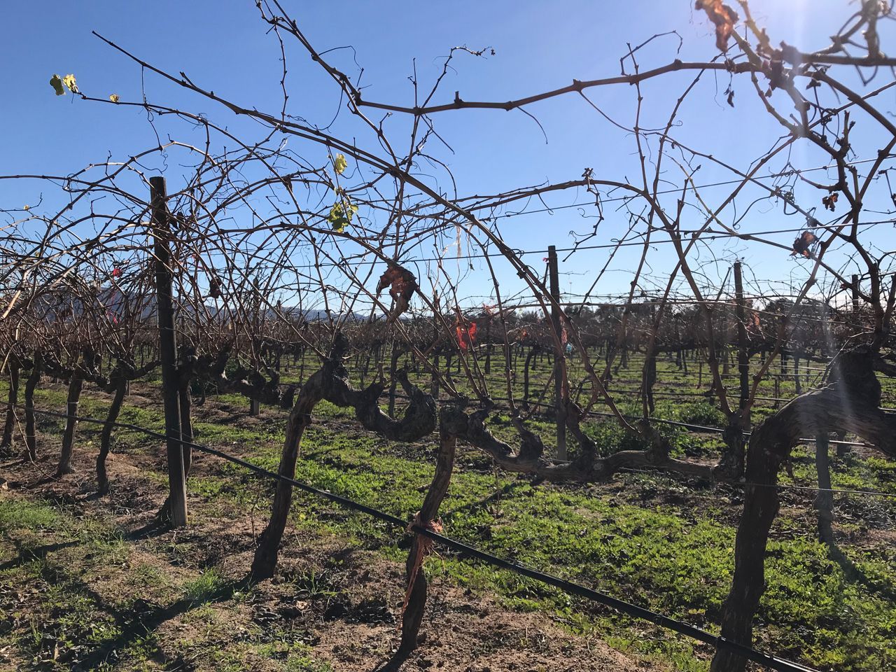 Mexico vineyard