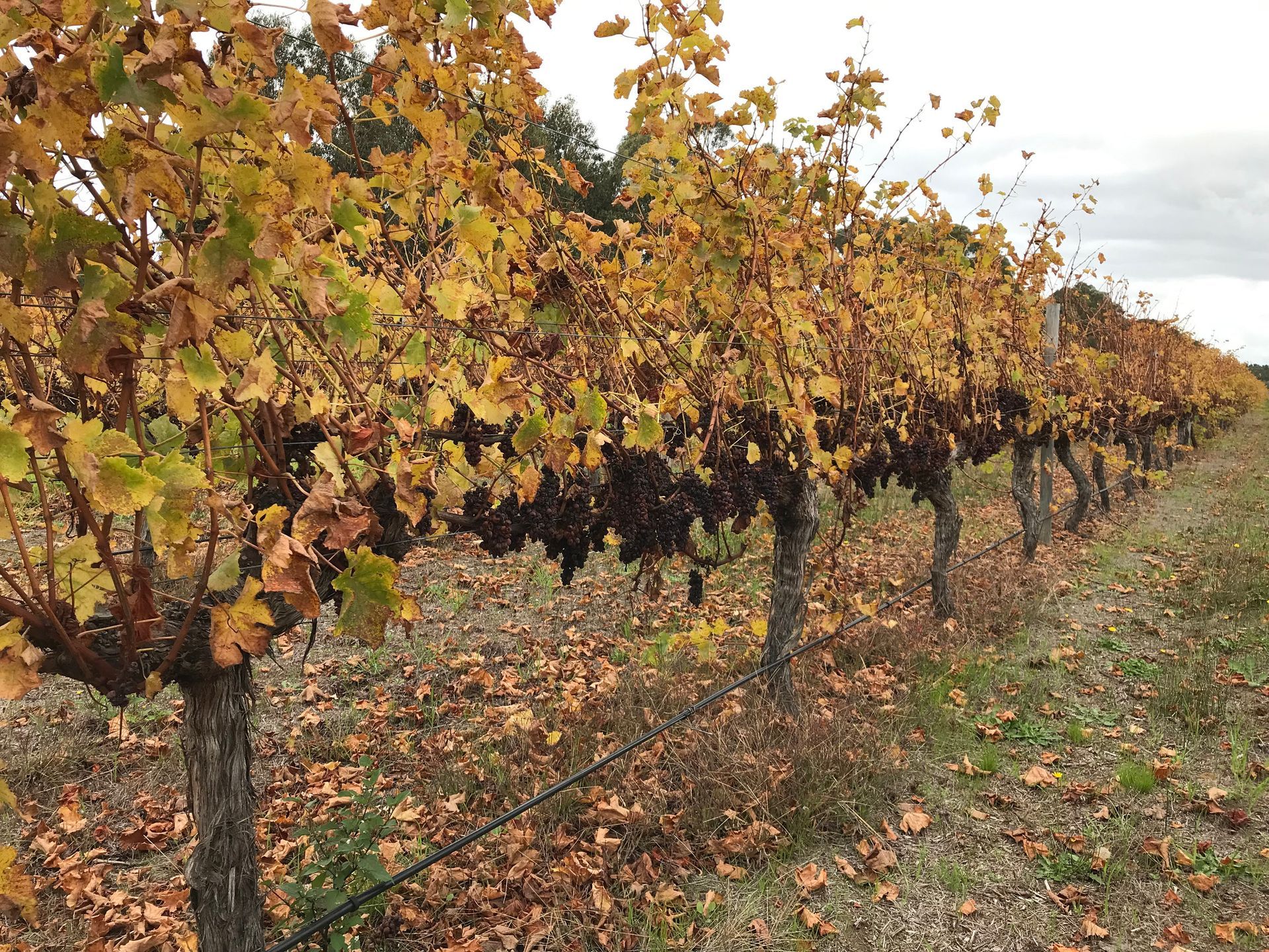 fall vineyard vines