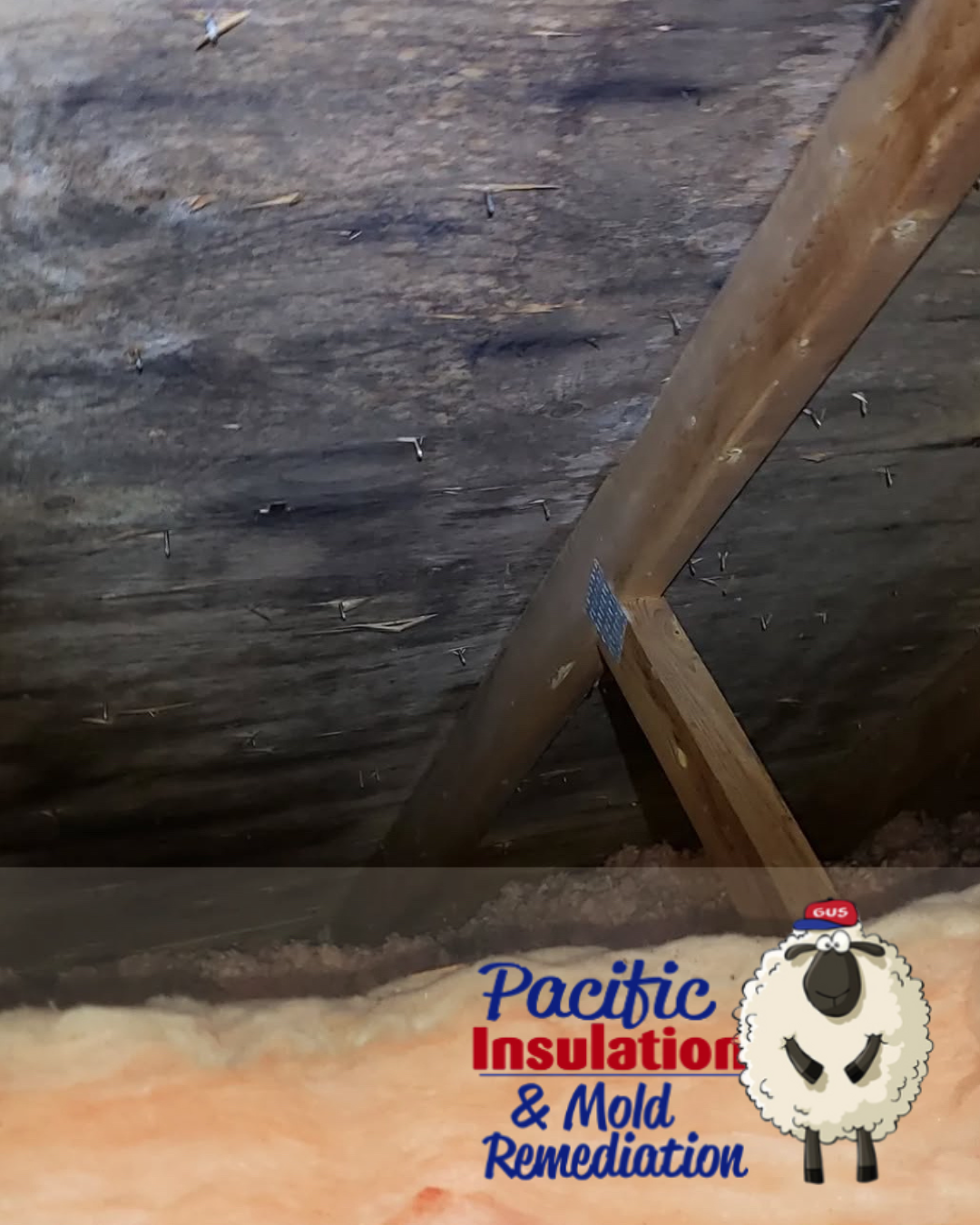 Attic mold isn’t just a cosmetic problem