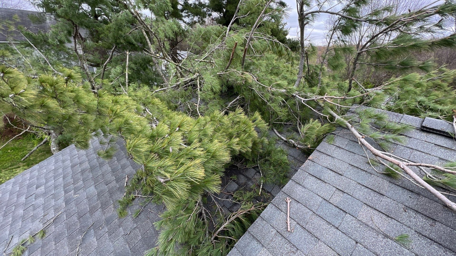 A tree has fallen on the roof of a house.