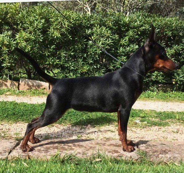 Cane Pinscher nano nero focato di profilo sull'erba.