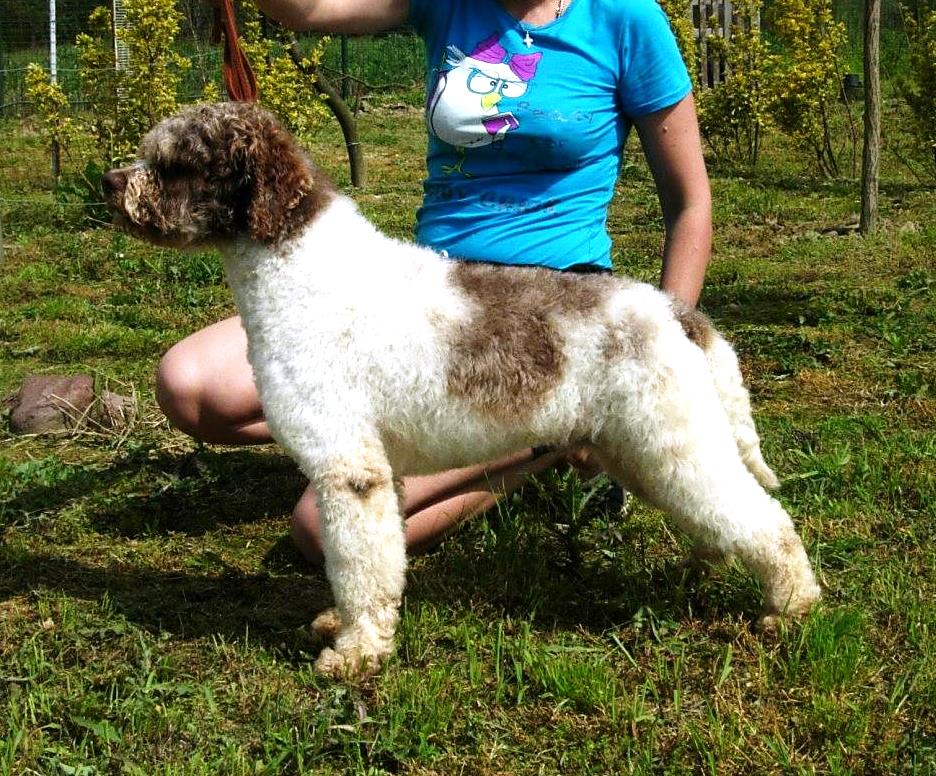 Un cane Lagotto Romagnolo dal pelo marrone e bianco è in piedi sull'erba, tenuto in braccio da una persona con una maglietta blu.