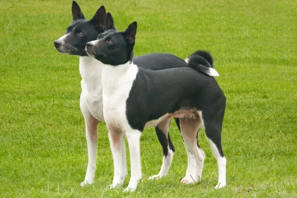 Due cani Basenji, uno bianco e uno nero, in piedi sull'erba verde, rivolti verso sinistra.