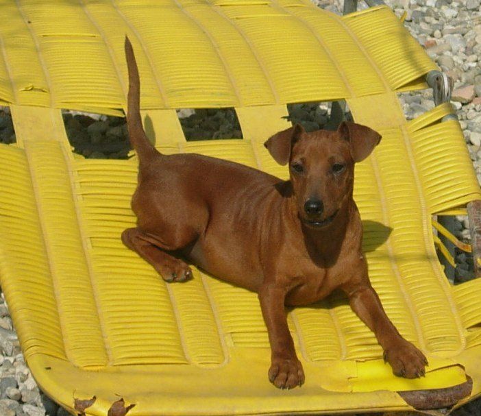Cane marrone sdraiato su una sedia gialla rotta. Il cane ha orecchie attente e un'espressione curiosa.