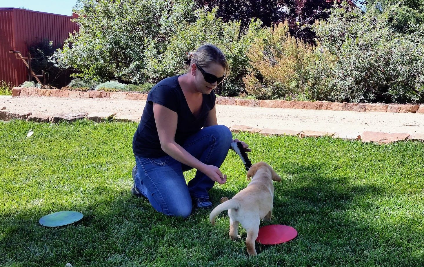 Woman on knees trains a yellow lab puppy in a sunny yard with green, red, and blue discs.