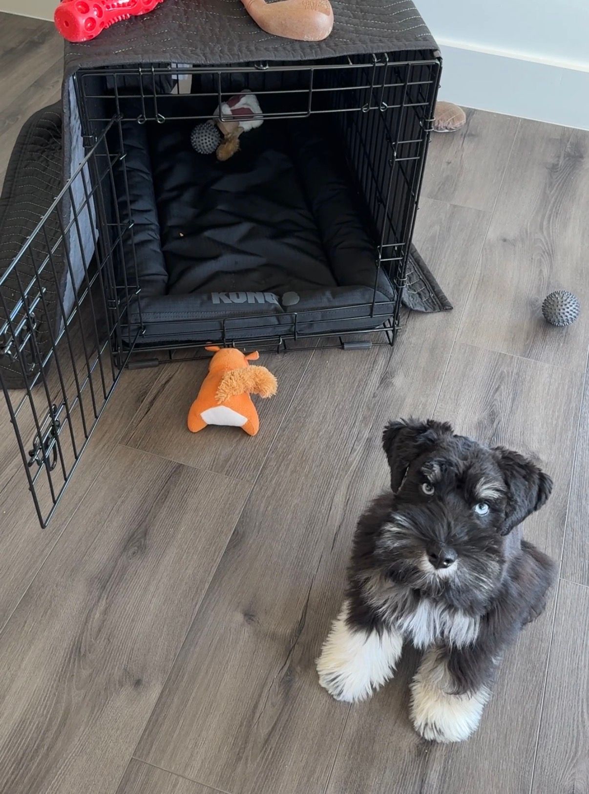 A small black and gray puppy sits on a wood floor near an open crate with toys.