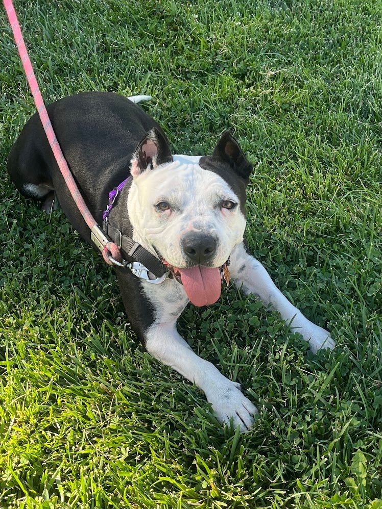 Black and white dog with pink tongue, laying on green grass, wearing a harness and leash.