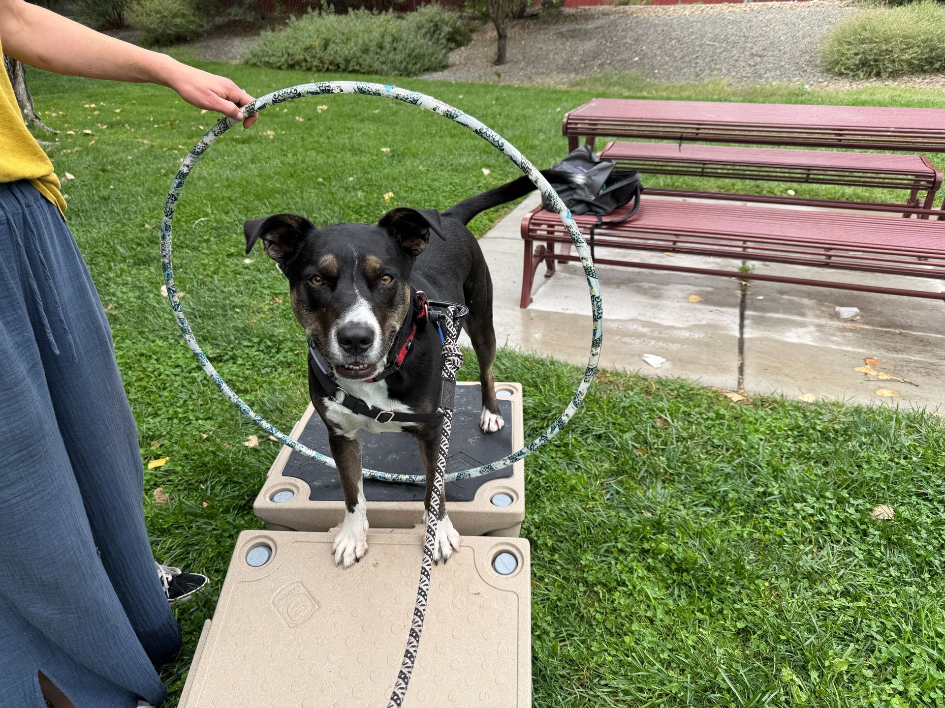 Dog standing on a platform, held by a person in front of a hula hoop. Park setting.