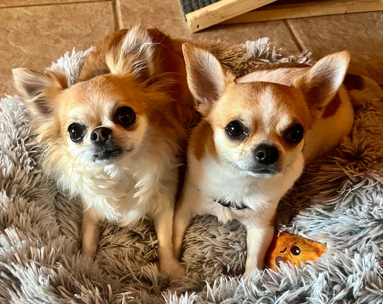 Two Chihuahuas laying on a fluffy gray bed, one with long brown fur, the other with short tan and white fur.