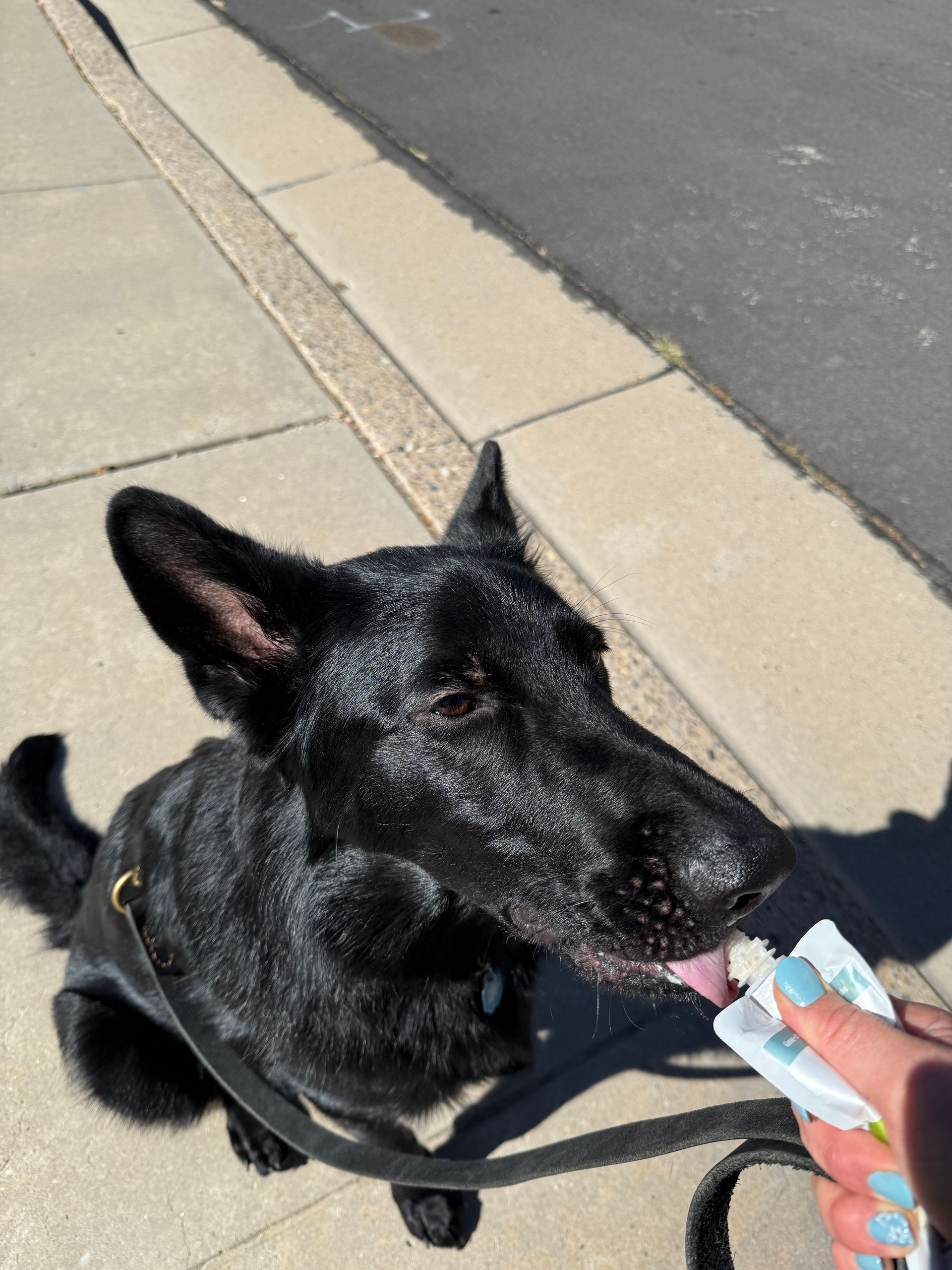 Black dog licking something from a person's hand, outdoors.