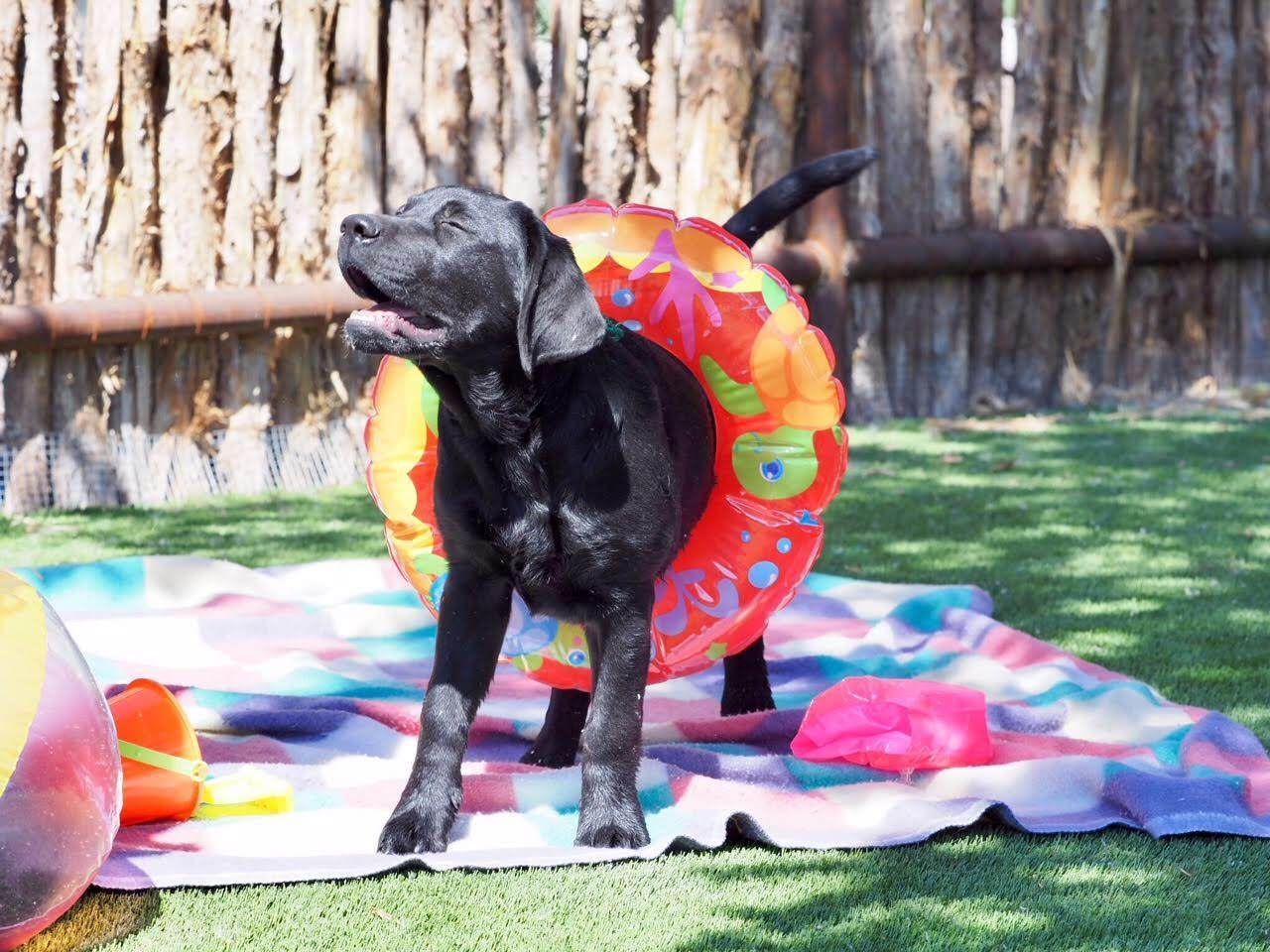 Black Labrador puppy with a swim ring, standing on a blanket in a sunny outdoor setting.