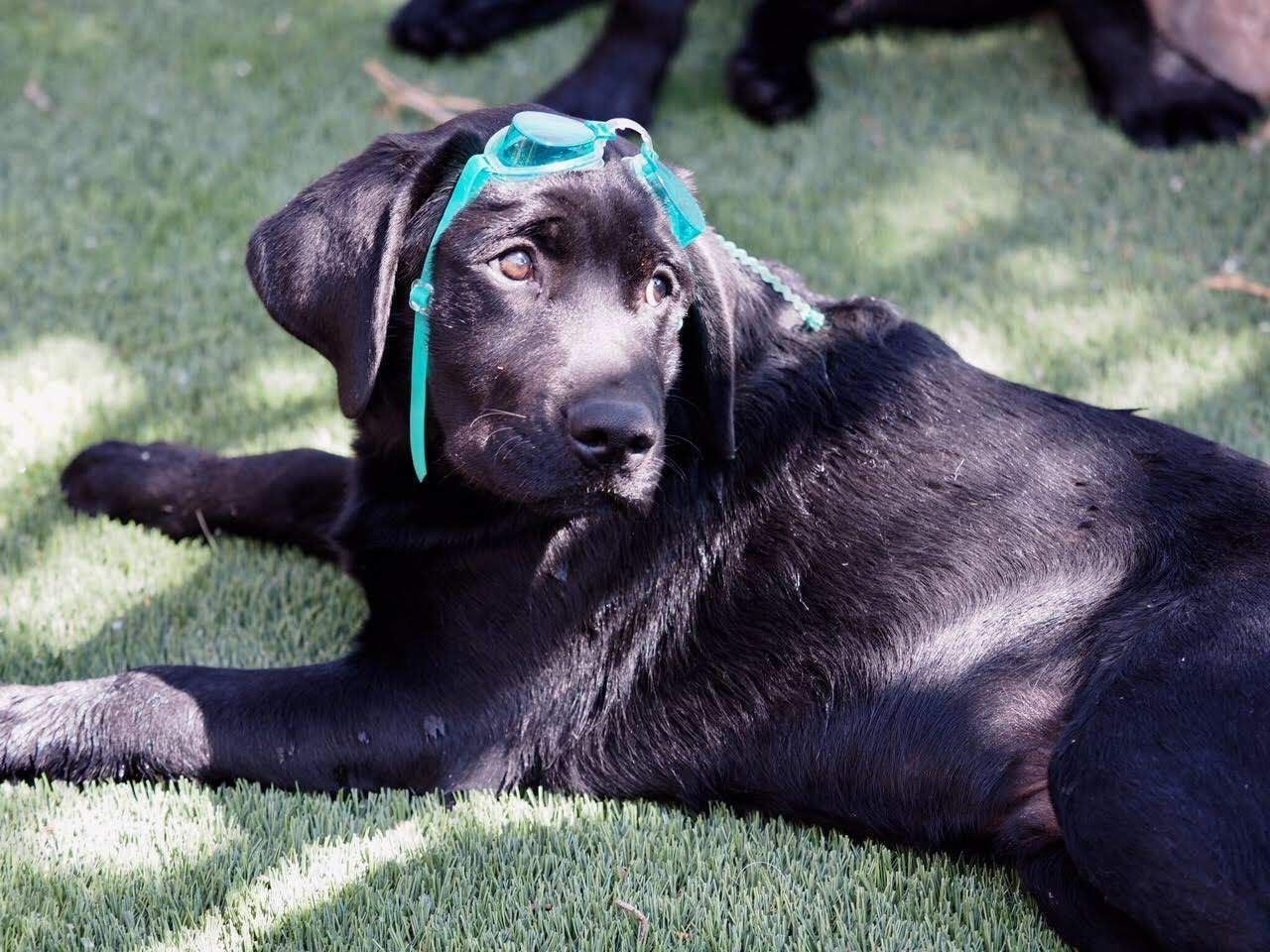Black Labrador puppy wearing a turquoise headpiece, lying on green turf.