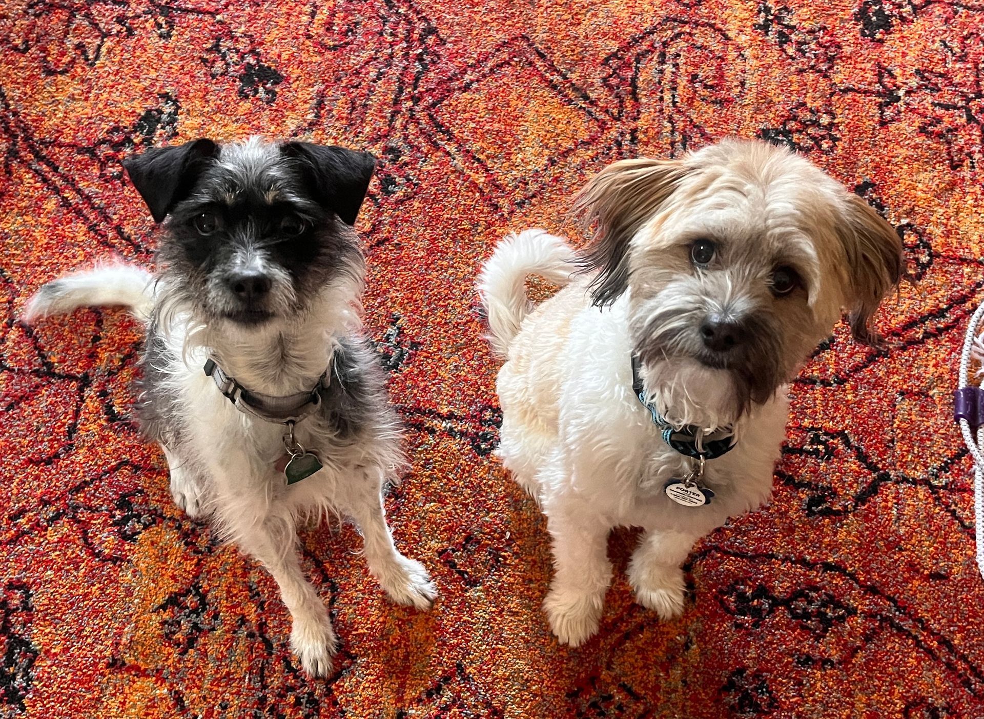 Two small dogs sitting side-by-side, looking up. One is black and white, the other is beige, on an orange patterned rug.