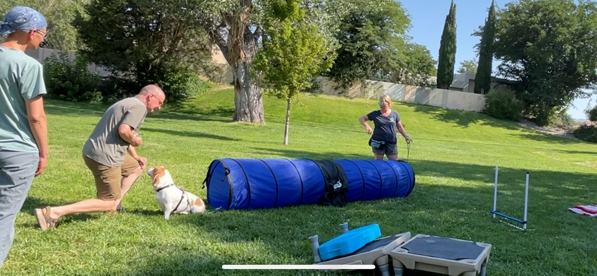 People training a dog in an agility course outdoors, a dog approaches the blue tunnel, and another trainer is in the background.