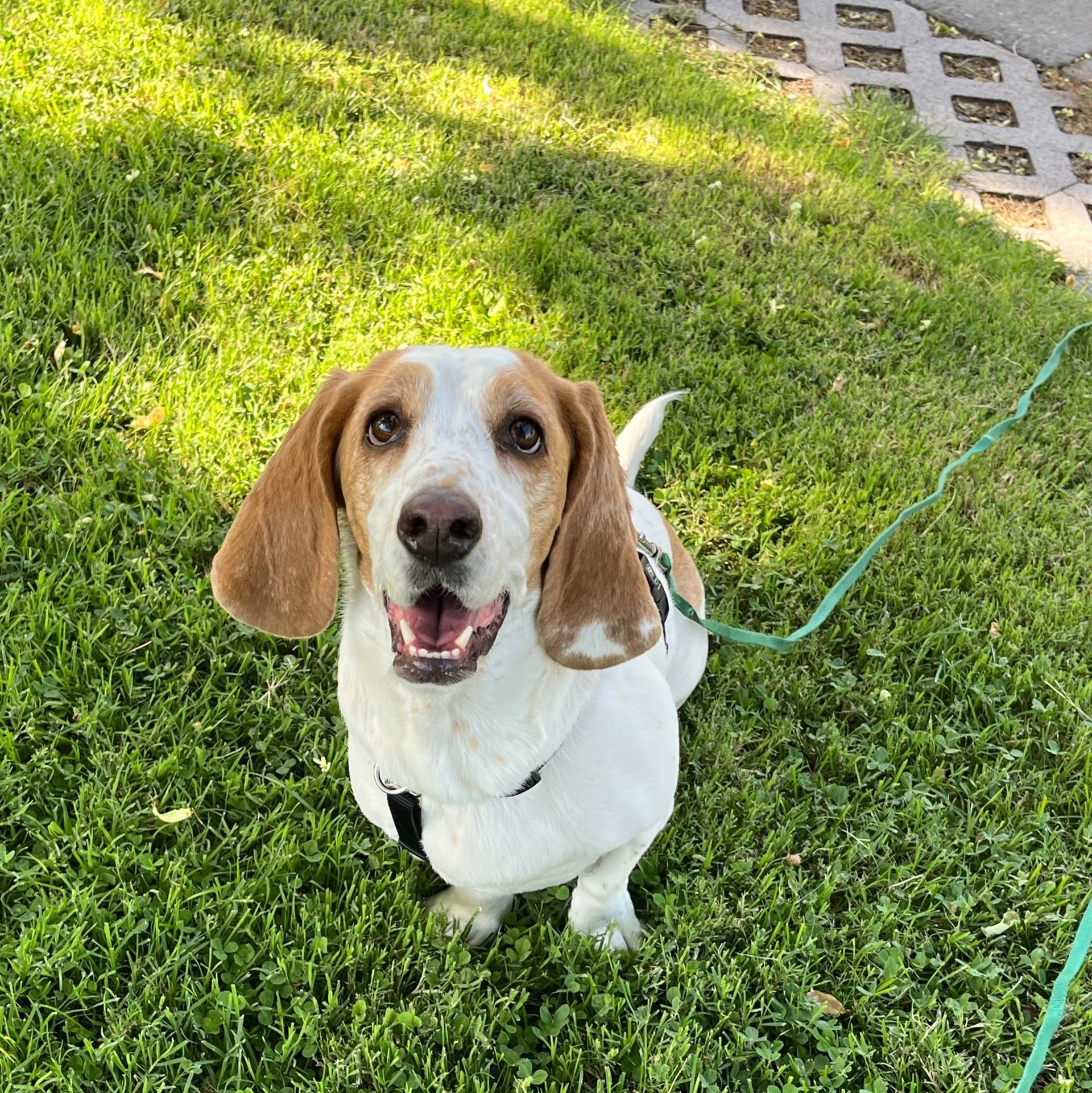 Happy beagle with floppy ears sits on green grass, looking up, tongue out.