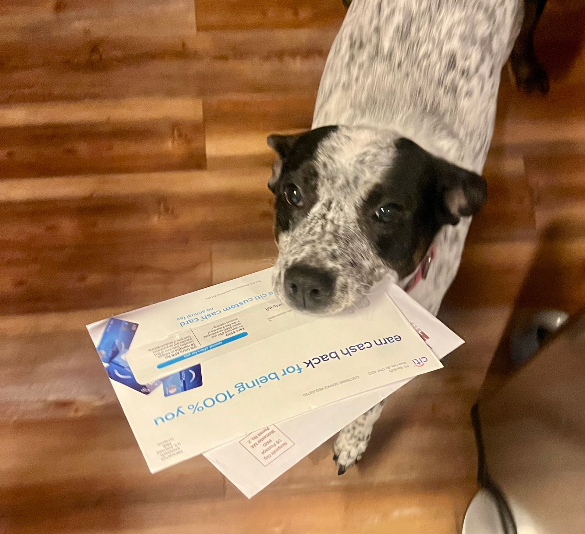 Dog holding mail in its mouth, standing on wood floor. Black and white spotted fur, looking up.