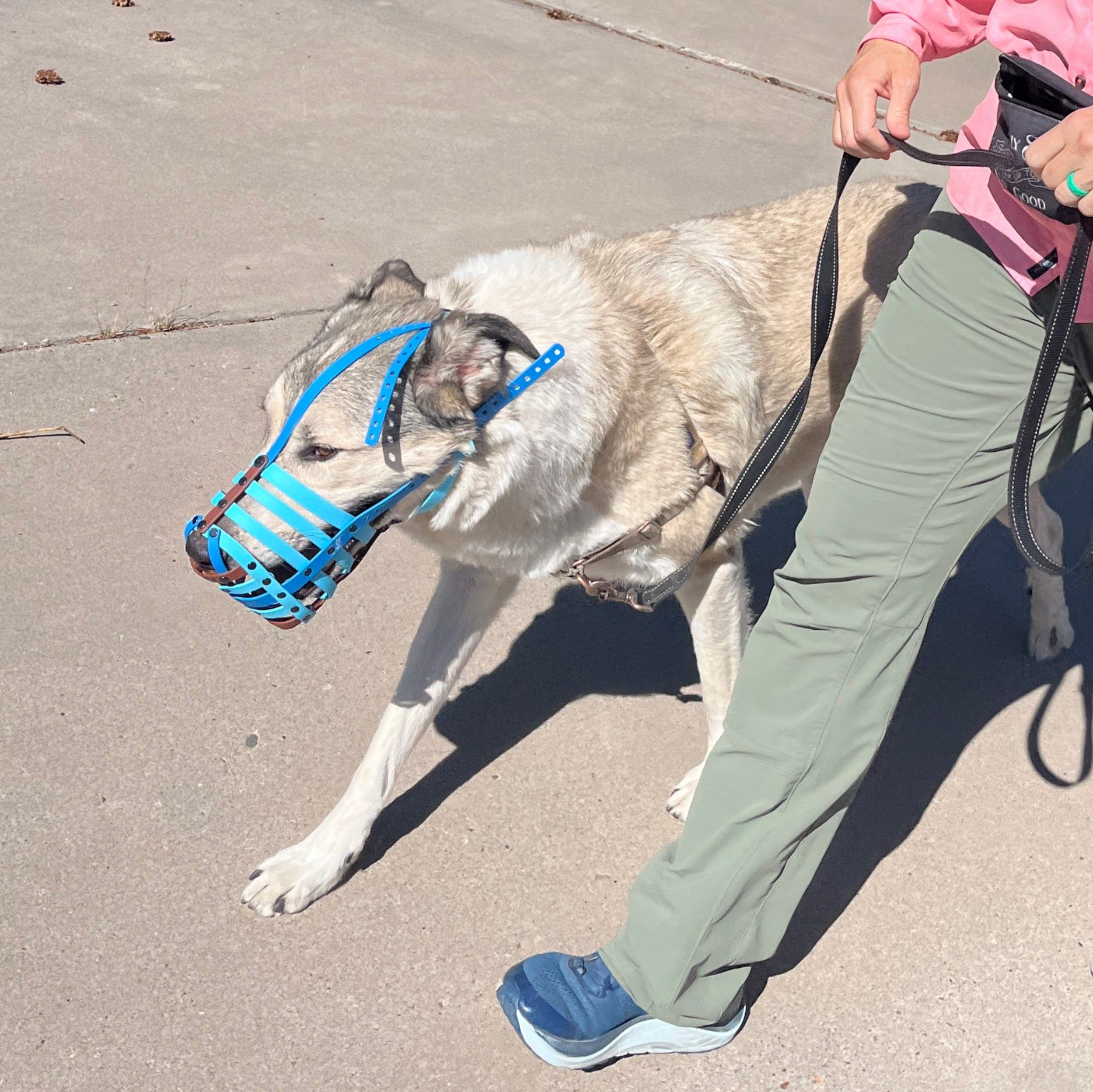 Dog wearing a blue muzzle and harness, on a leash being walked by a person in green pants and pink shirt on a sidewalk.
