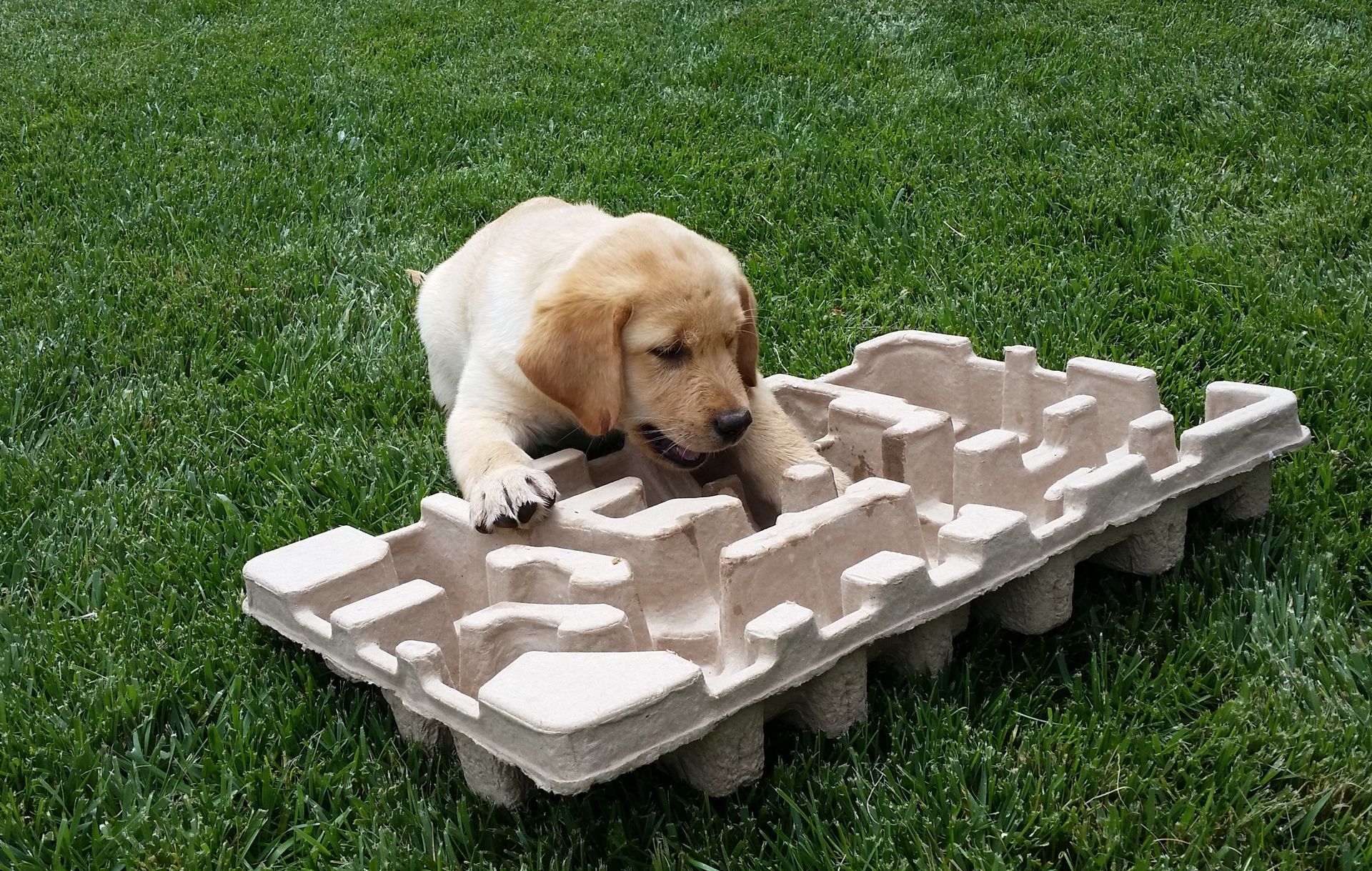 Yellow puppy playing on a tan molded cardboard insert, on green grass.