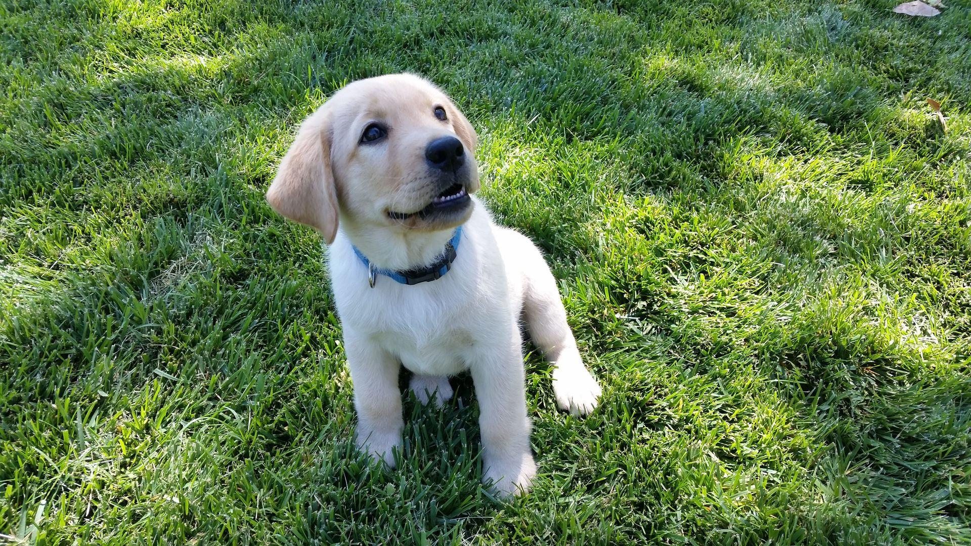 Yellow lab puppy sitting in green grass, looking up.