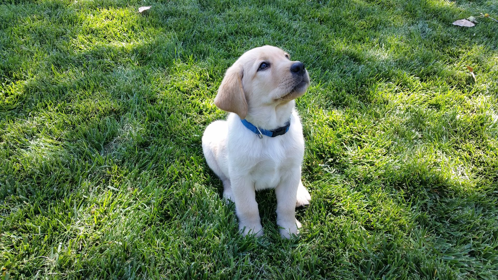Yellow Labrador puppy sitting in green grass, looking up, wearing a blue collar.