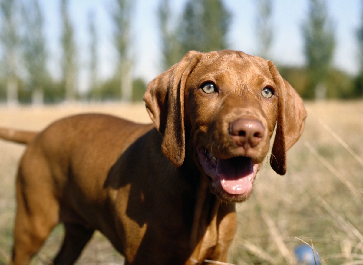 Brown Vizsla dog with open mouth, bright eyes, in a field with trees in the background.