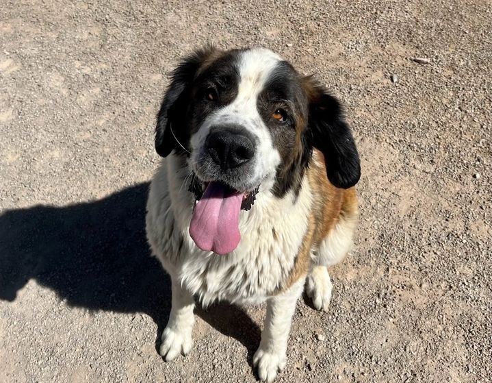 Saint Bernard dog with white, brown, and black fur, sitting on gravel, tongue out.