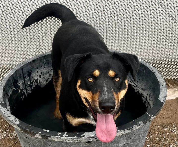 Black and tan dog panting with tongue out, standing in a water-filled tub.