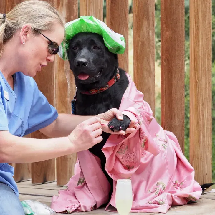 Woman in blue scrubs tending to a black dog wearing a pink robe and green cap outdoors.