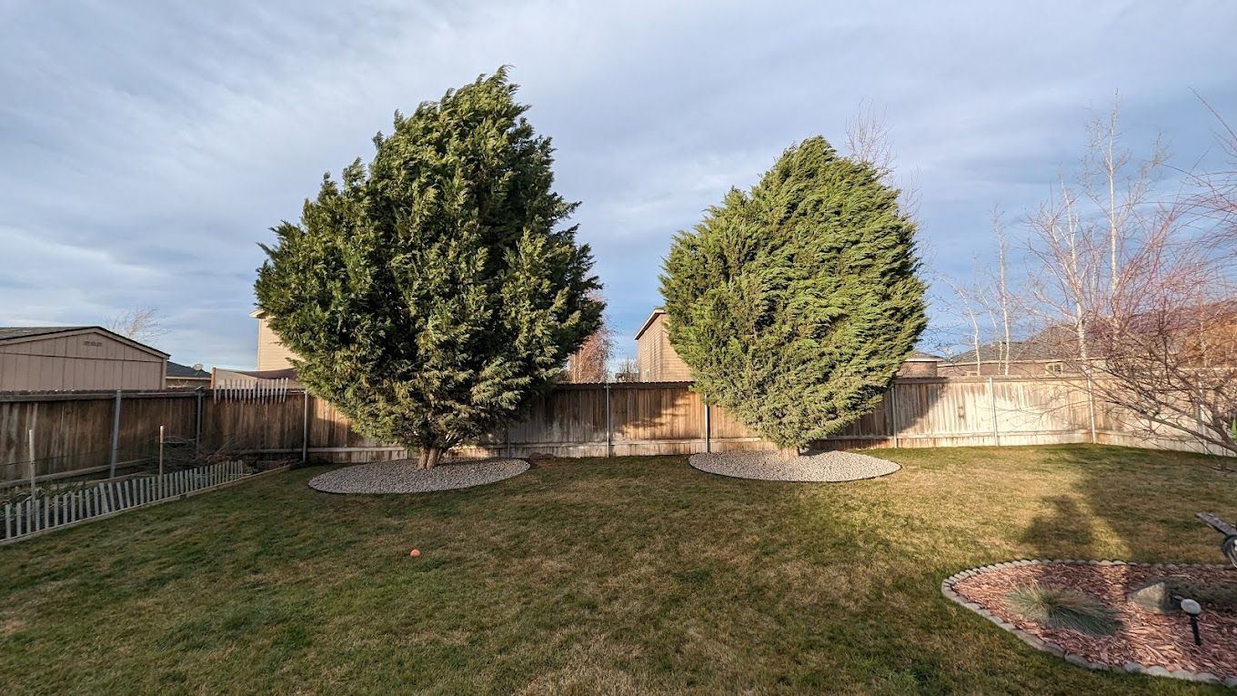 Two evergreen trees flank a backyard, a wooden fence in the background, under a partly cloudy sky.