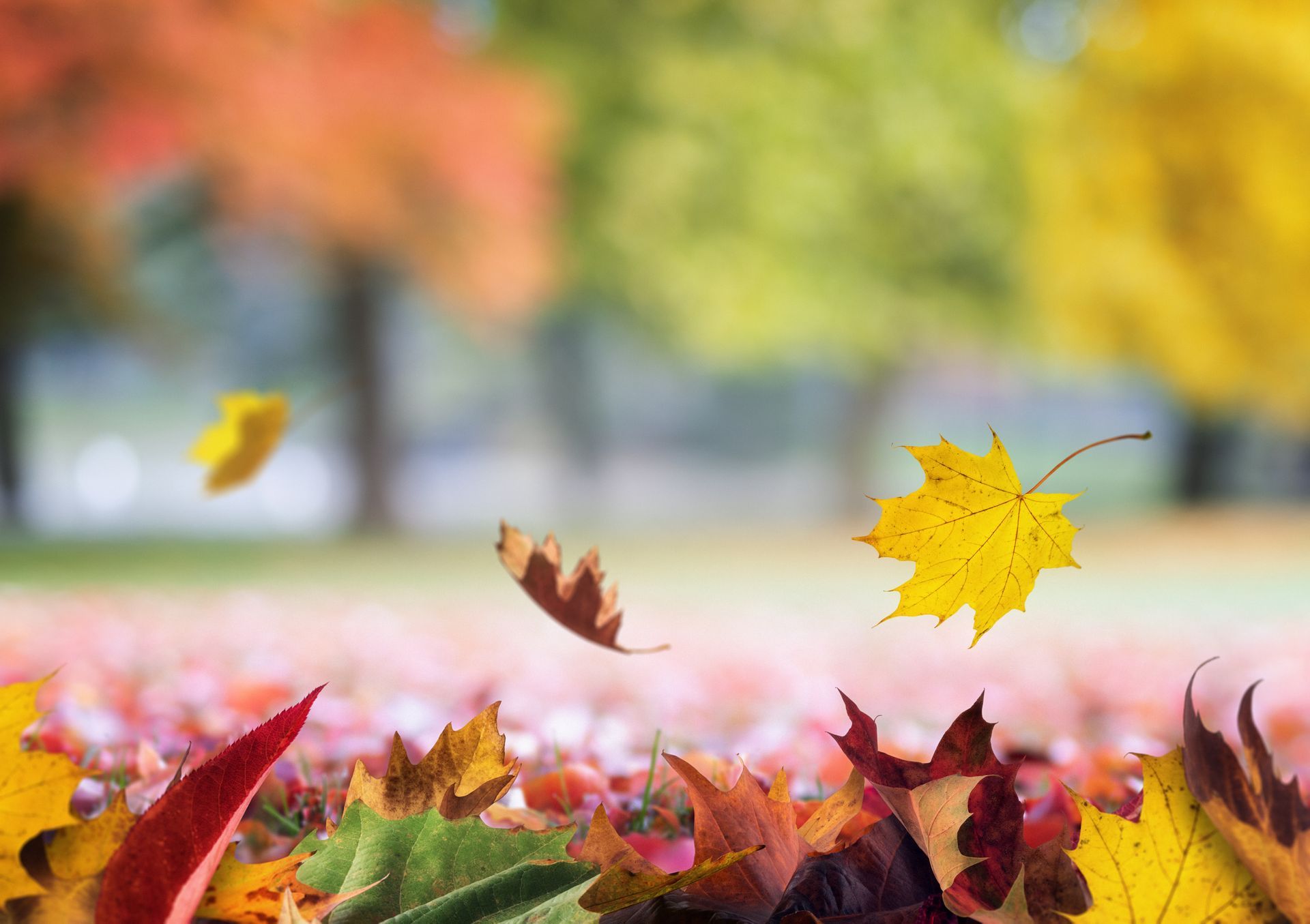Fall leaves falling to the ground