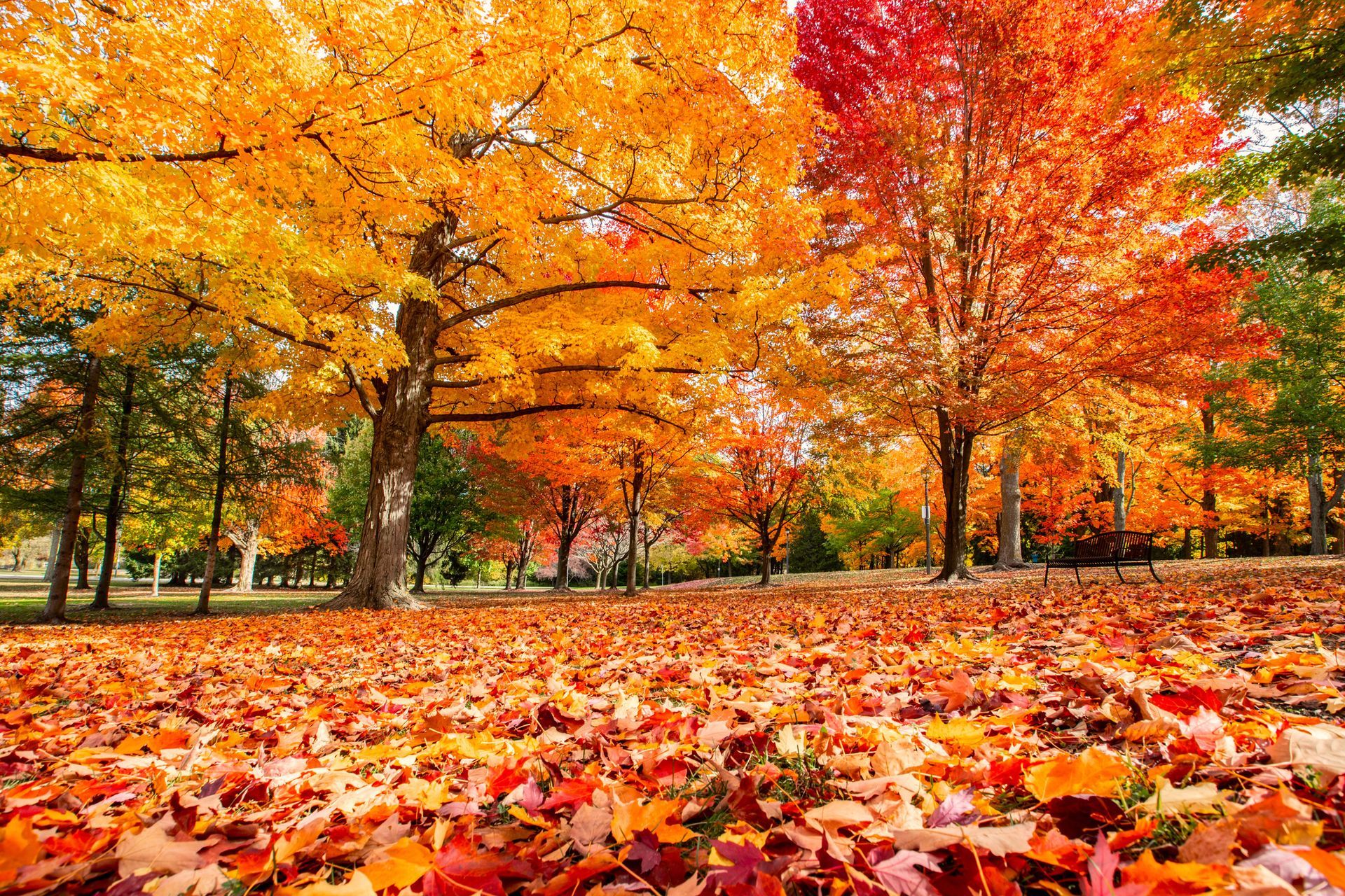 fall leaves on the ground with oak trees all around 