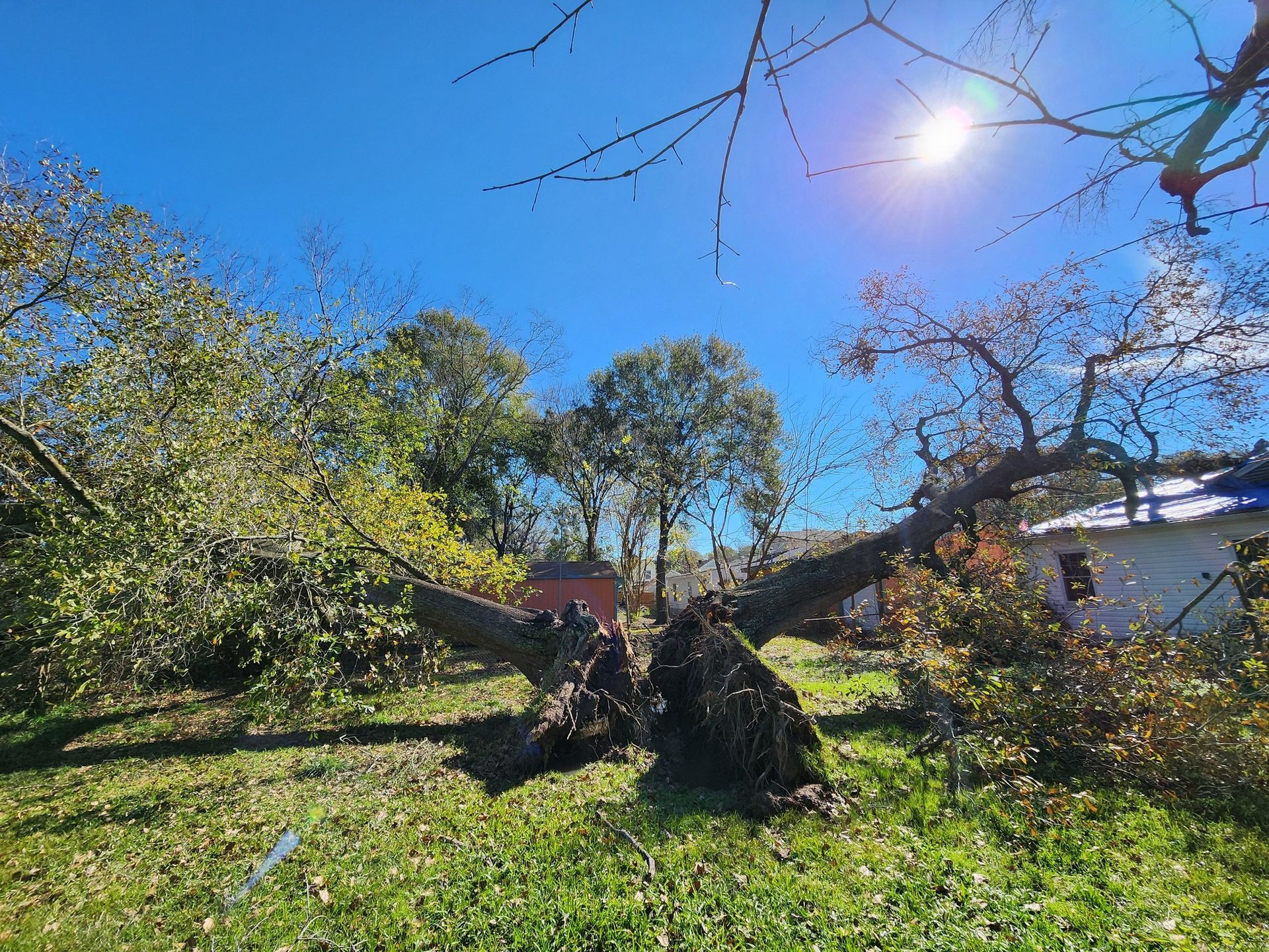 Dead fallen tree in clients backyard that needs removal