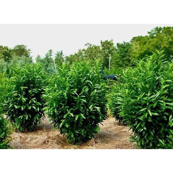 A field of trees with lots of green leaves