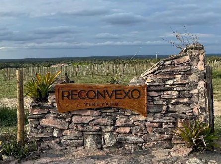 VINÍCOLA RECONVEXO