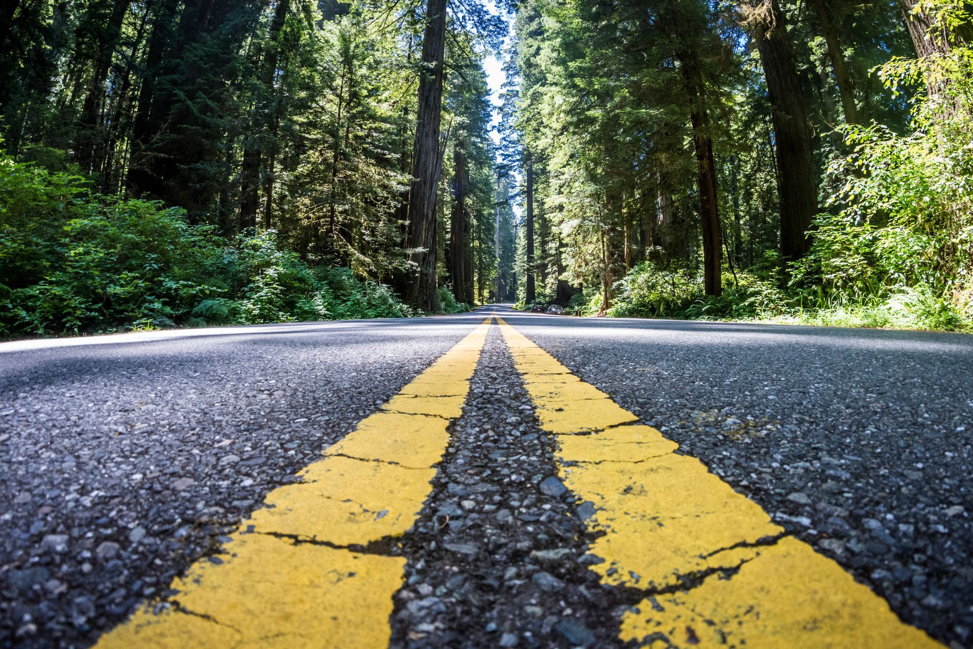 Double yellow road lines through a forest, low-angle view