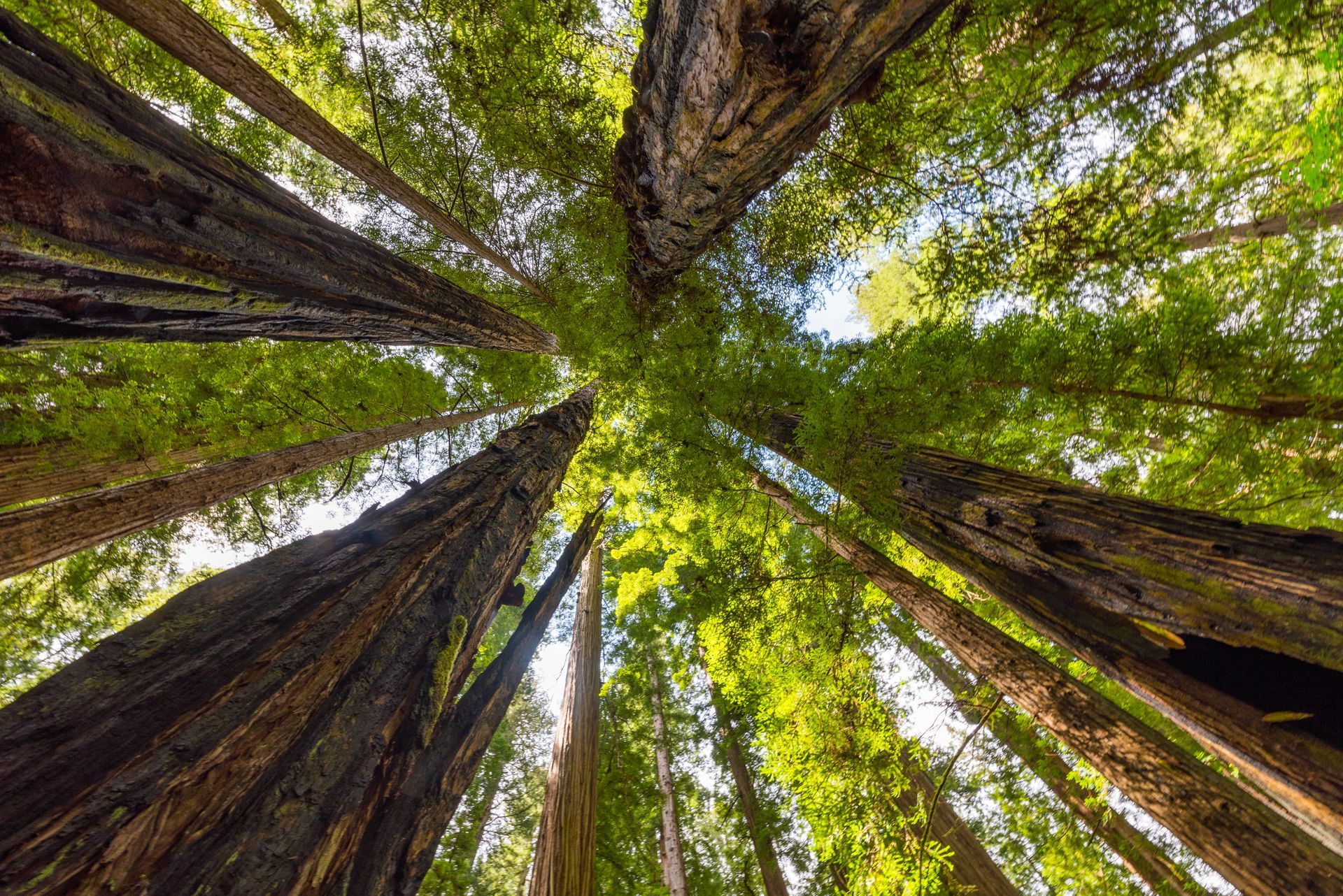 Looking up at tall redwood trees forming a green canopy against the sky