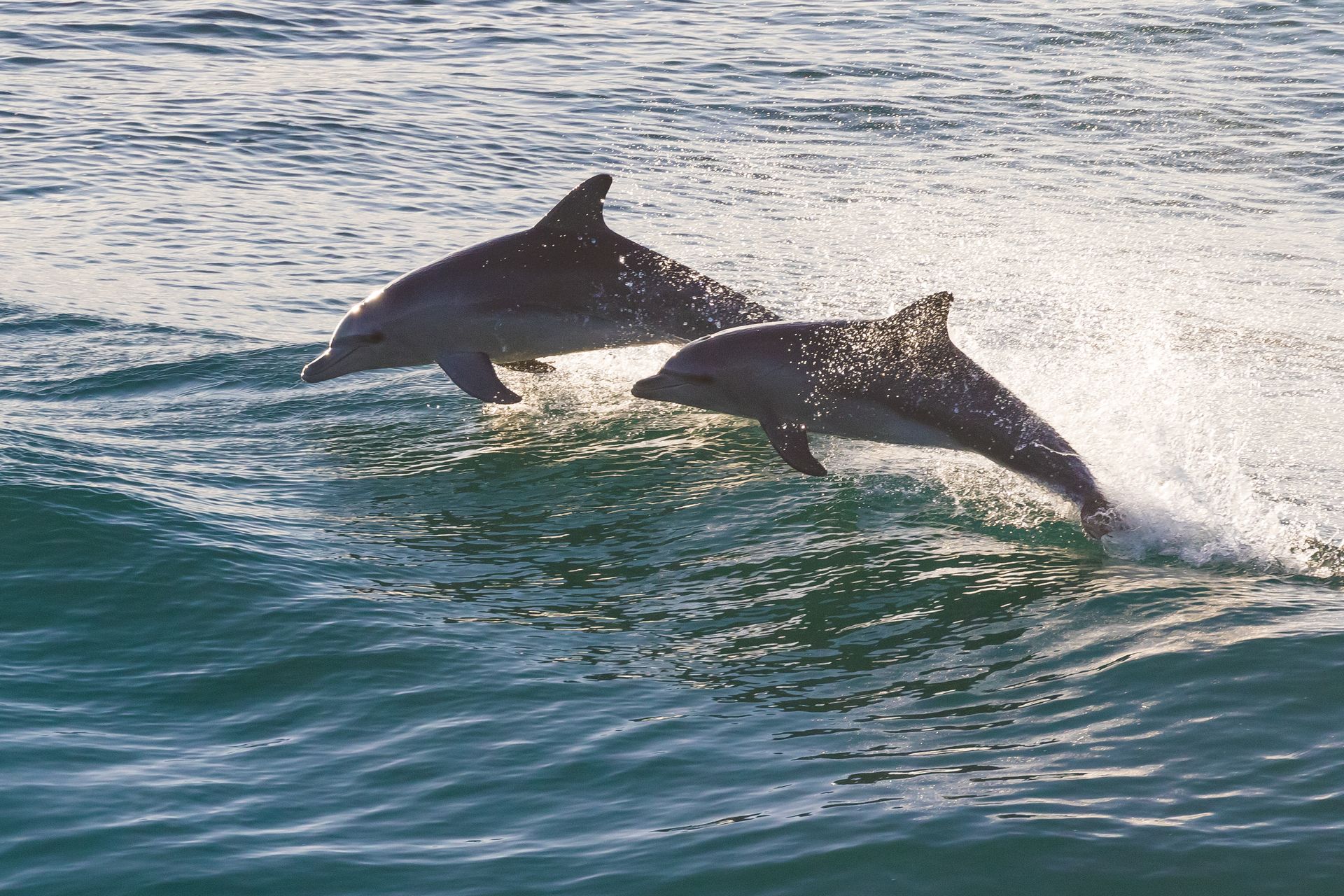 Two dolphins leaping through choppy blue water near the ocean surface