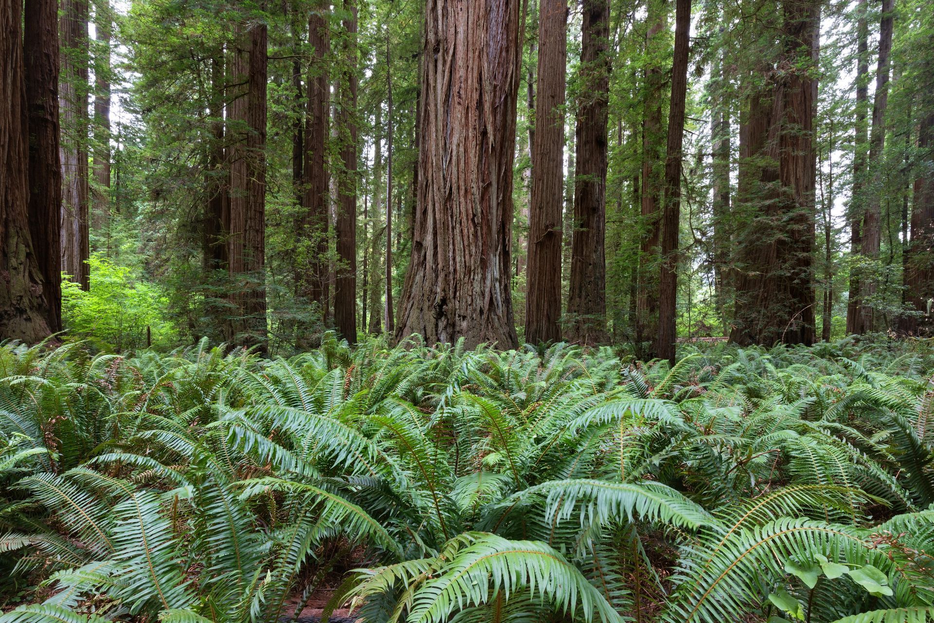 Dense fern-covered forest with tall redwood trees